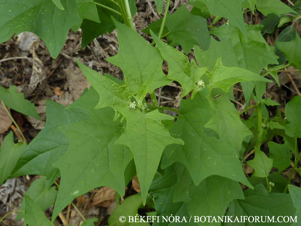 Chenopodium hybridum L.