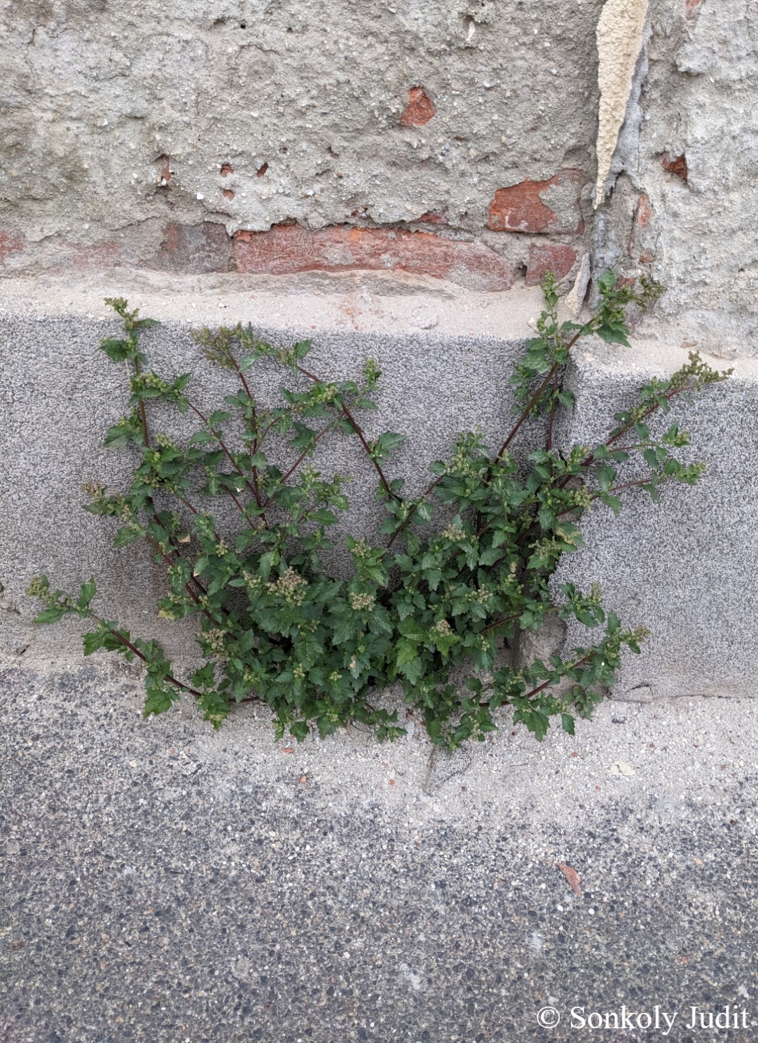 Chenopodium murale L.