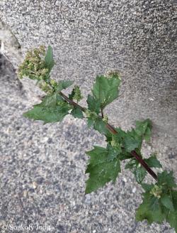 Chenopodium murale L. 2.Image