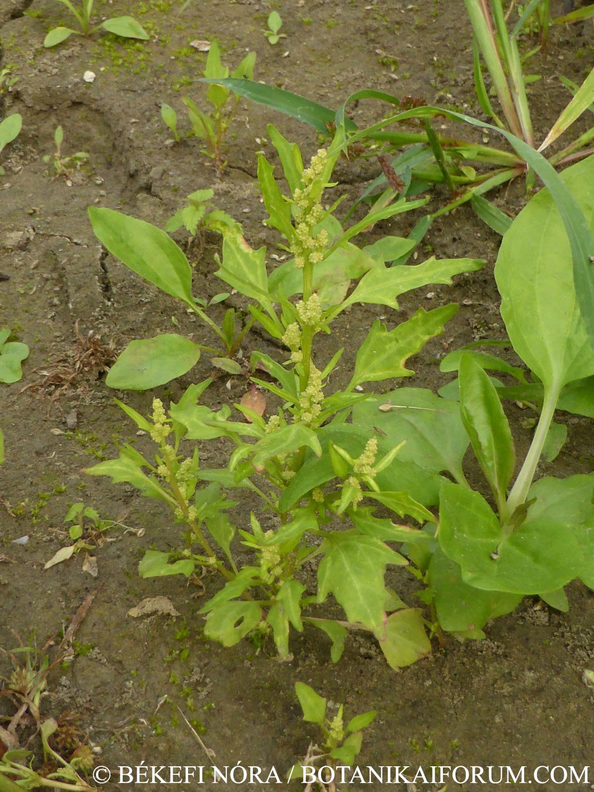 Chenopodium rubrum L.