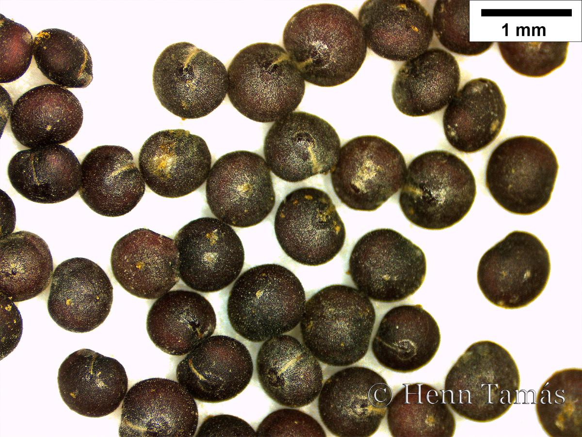 Chenopodium suecicum Murr