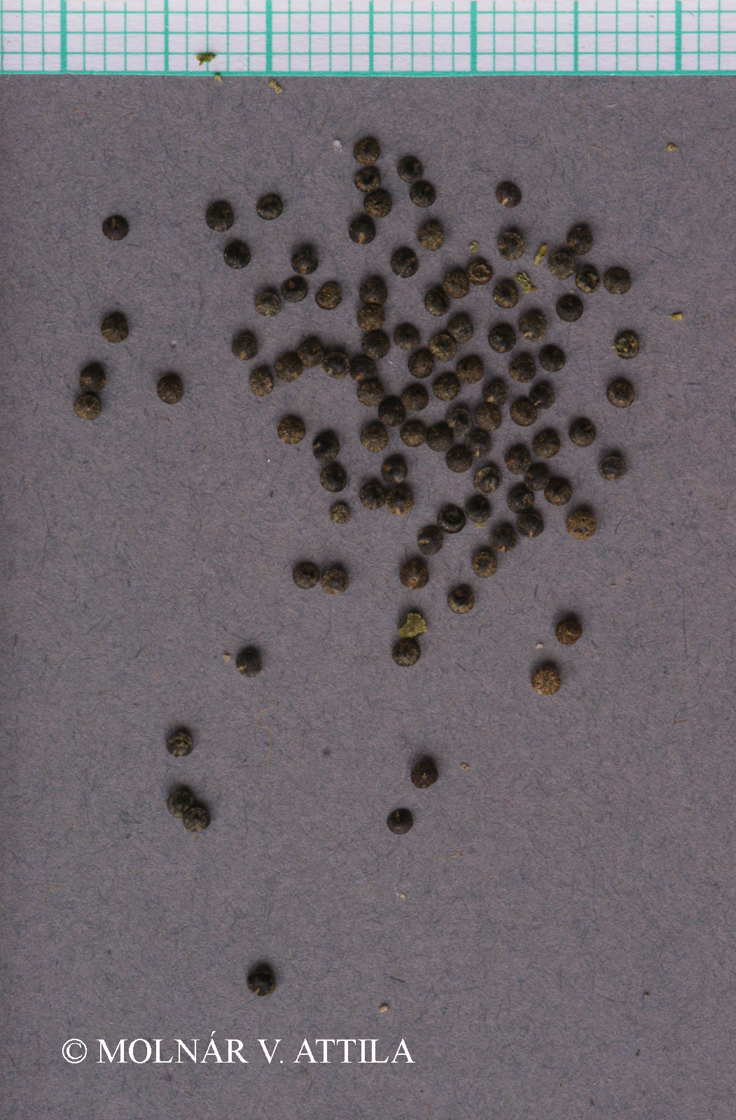 Chenopodium urbicum L.