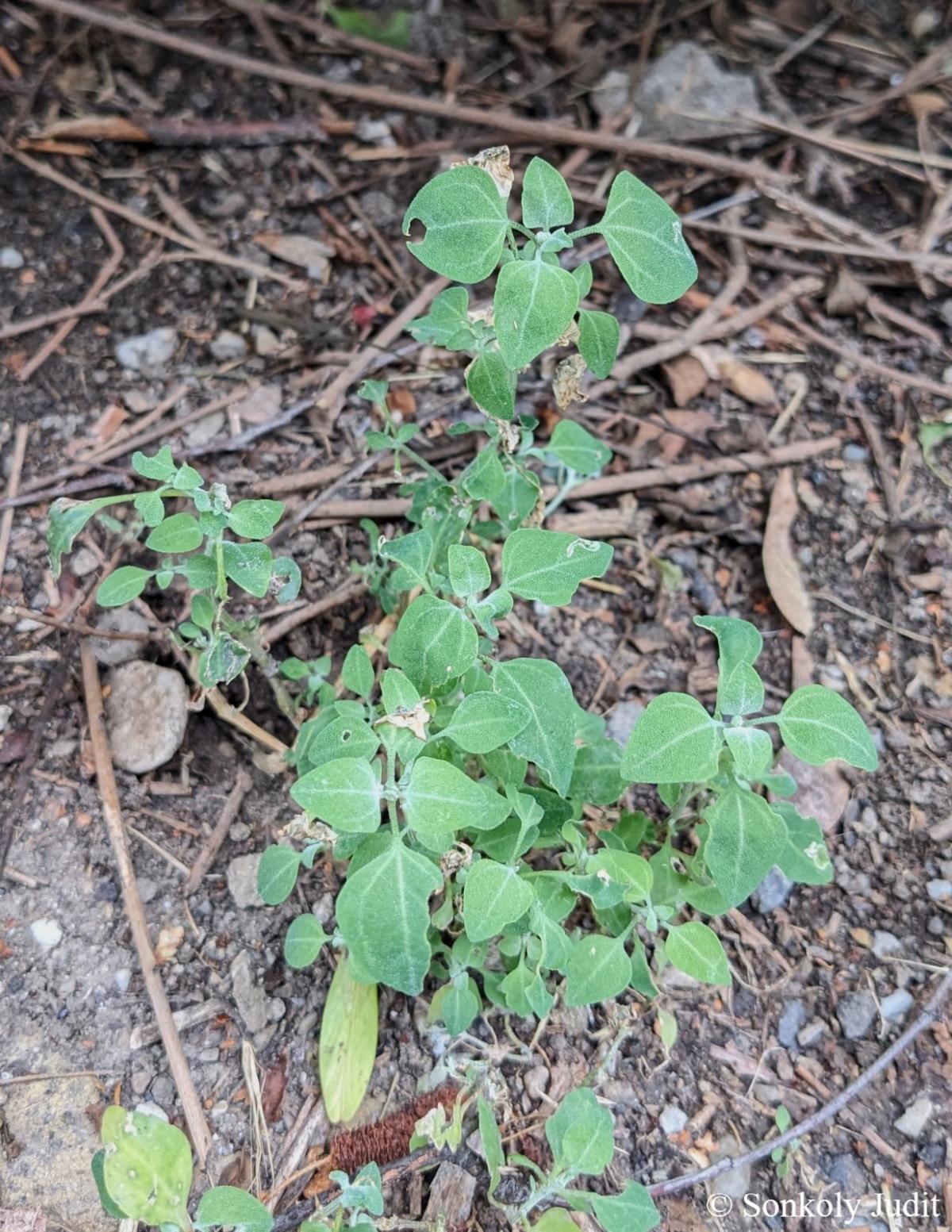 Chenopodium vulvaria L.