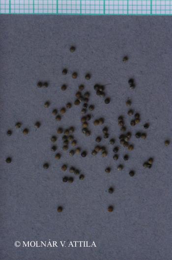 Chenopodium vulvaria L. 2.Image