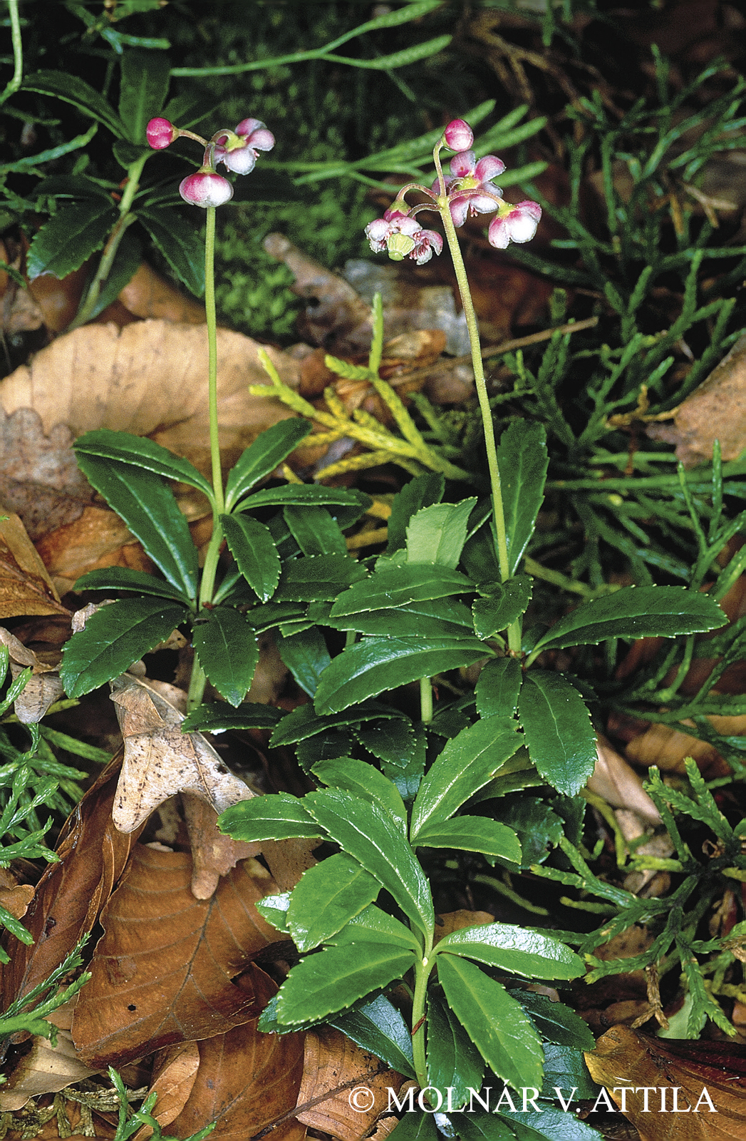 Chimaphila umbellata (L.) W.P.C. Barton