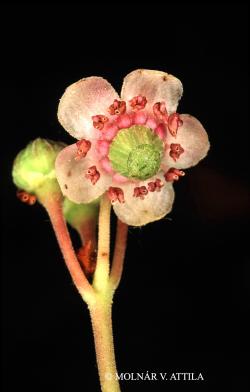 Chimaphila umbellata (L.) W.P.C. Barton 3.Image