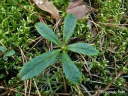 Chimaphila umbellata (L.) W.P.C. Barton 2.Image