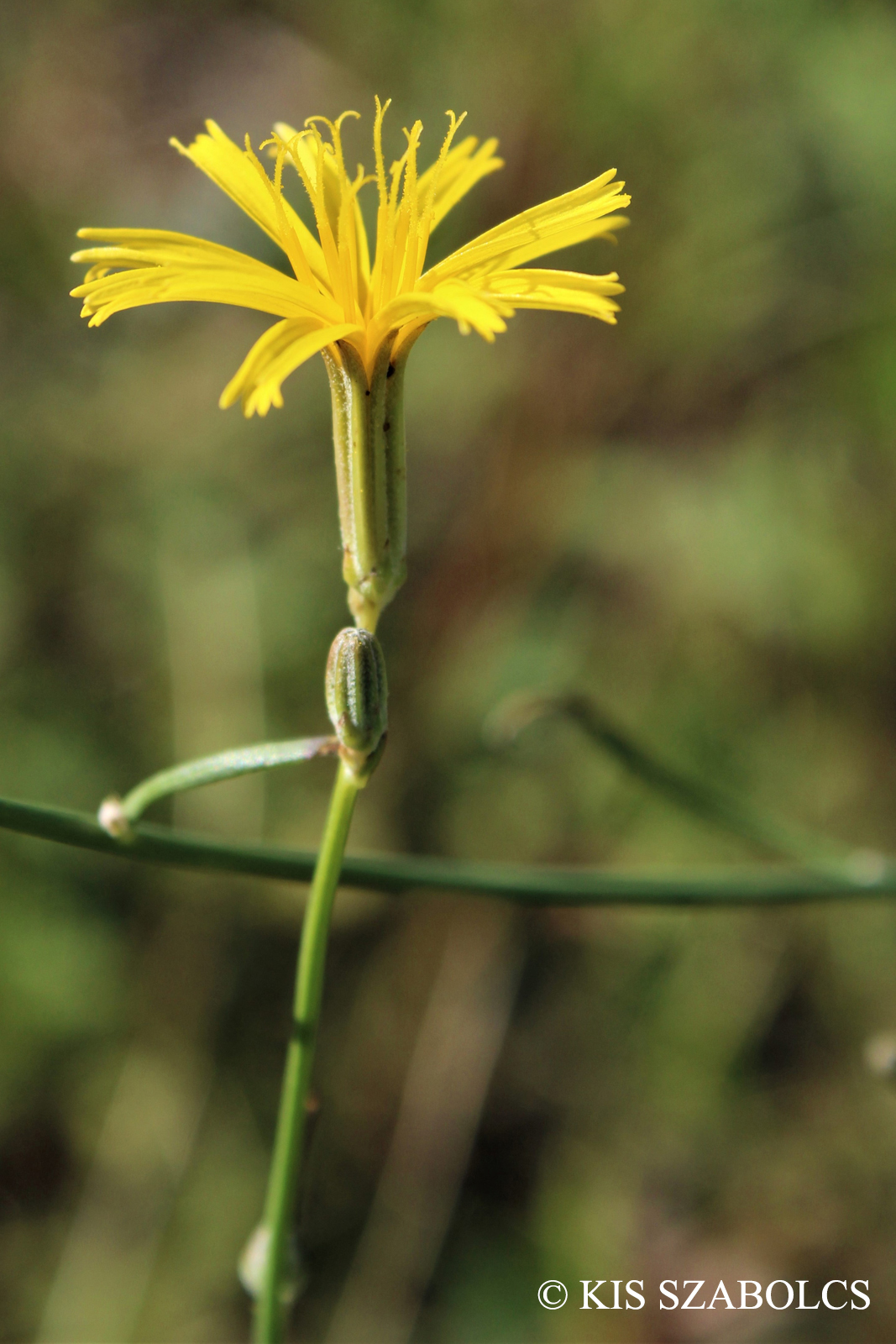 Chondrilla juncea L.