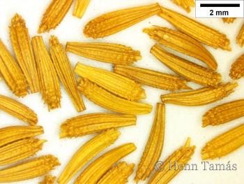 Chondrilla juncea L. 2.Image