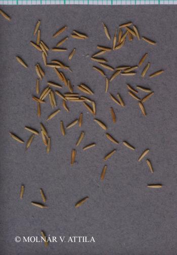 Chondrilla juncea L. 3.Image