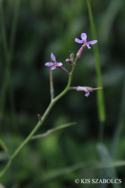 Chorispora tenella (Pall.) DC. 2.Image