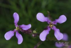 Chorispora tenella (Pall.) DC. 3.Image