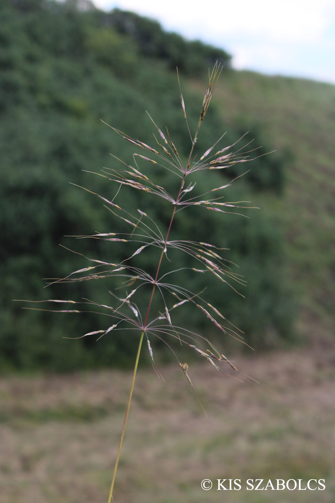 Chrysopogon gryllus (L.) Trin.