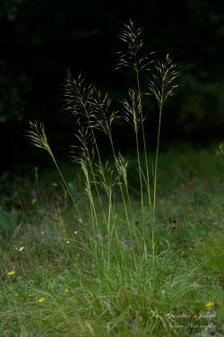 Chrysopogon gryllus (L.) Trin. 2.Image