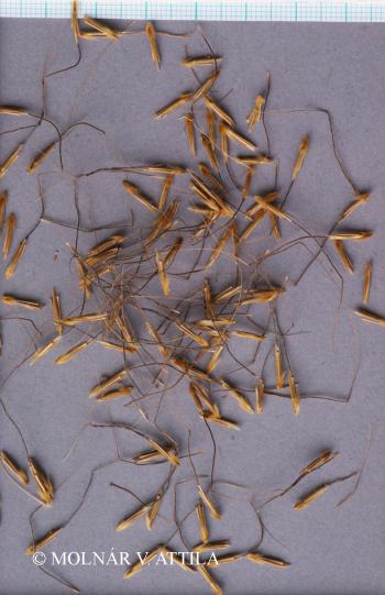 Chrysopogon gryllus (L.) Trin. 3.Image