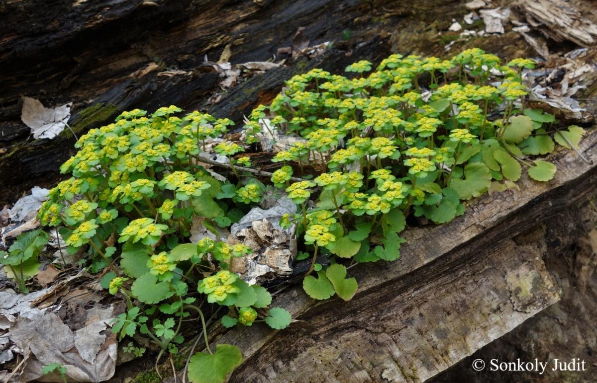 Chrysosplenium alternifolium L.