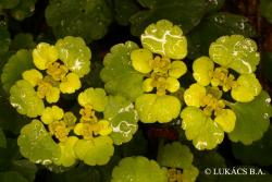 Chrysosplenium alternifolium L. 2.Image