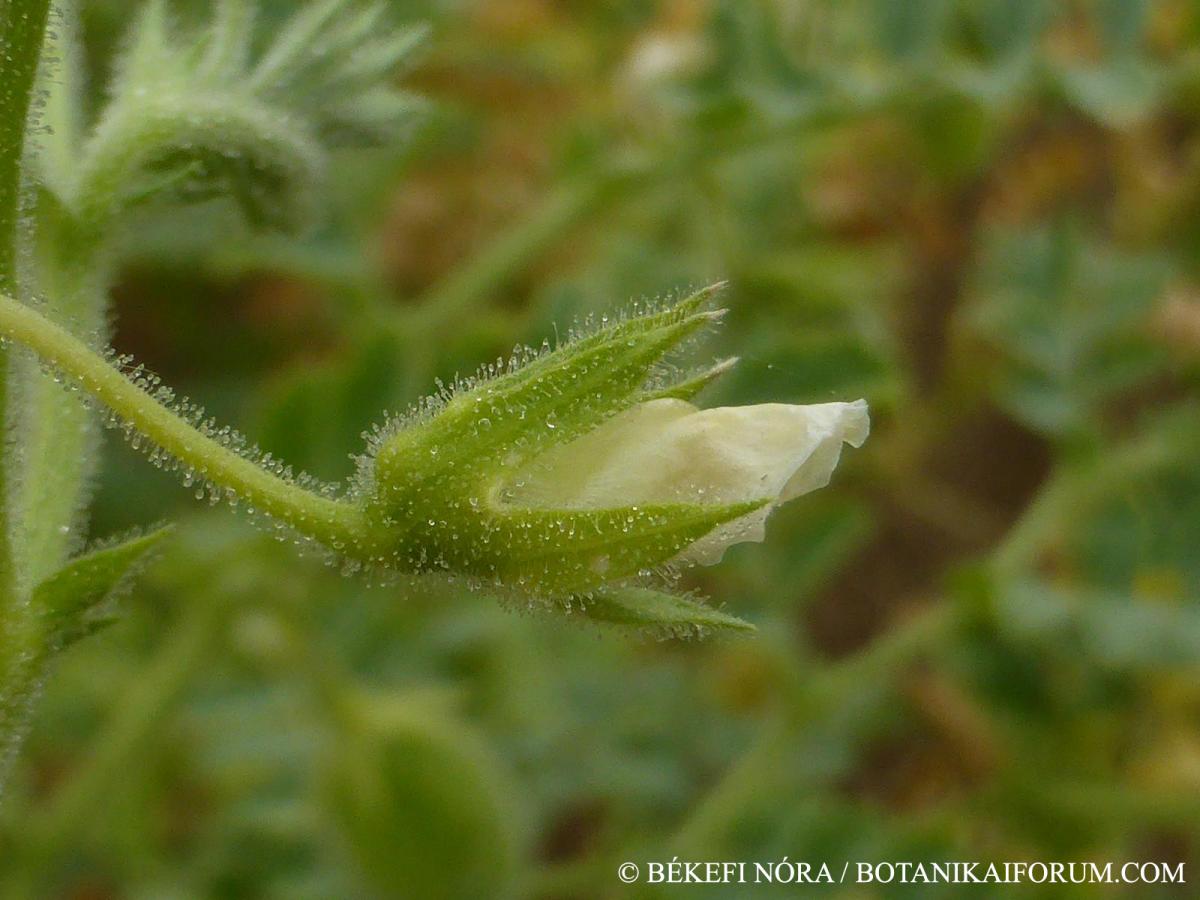 Cicer arietinum L.