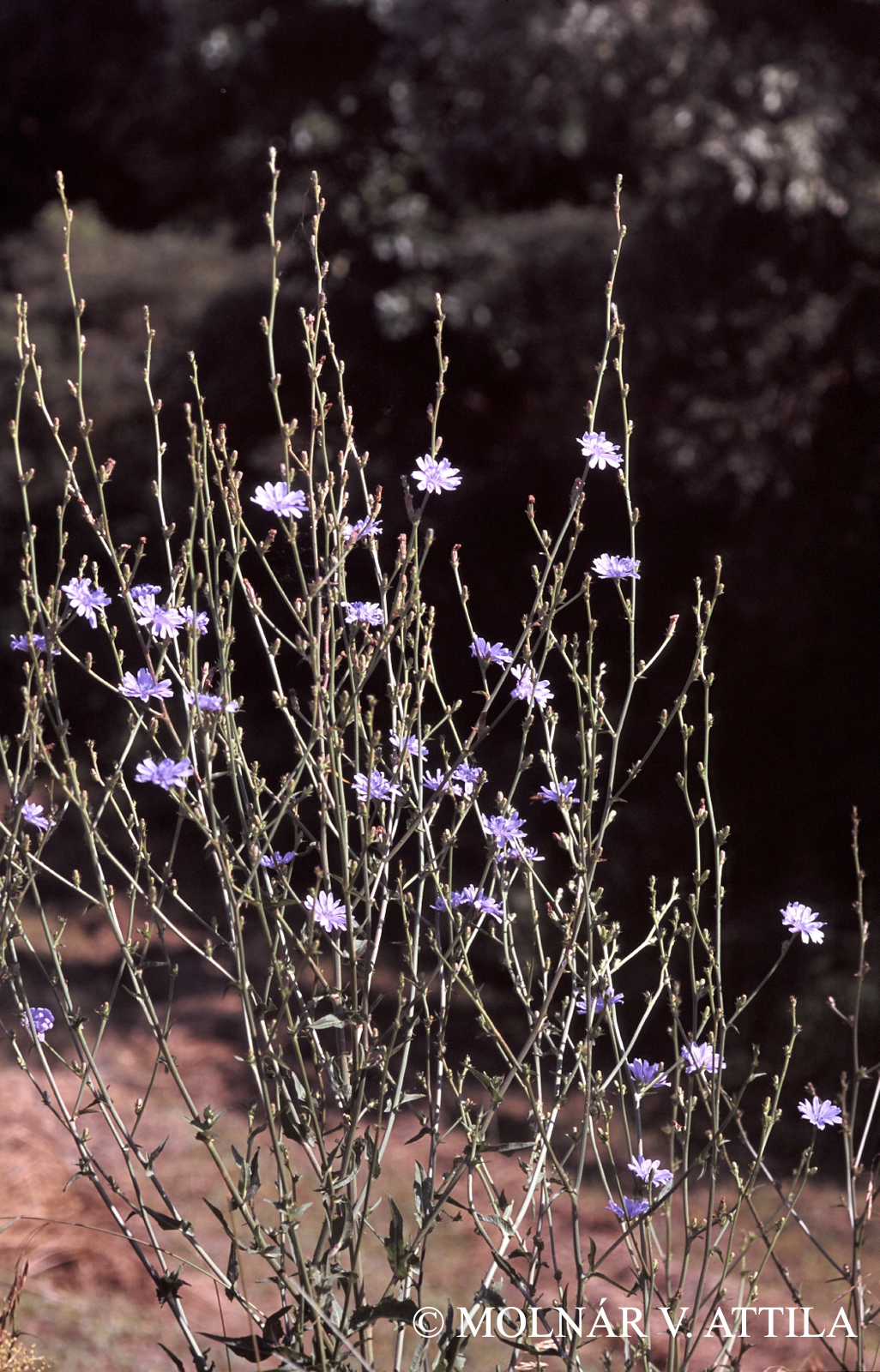 Cichorium intybus L.