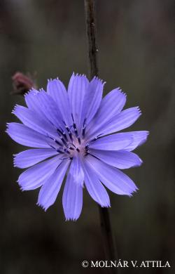 Cichorium intybus L. 2.Kép