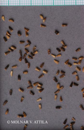 Cichorium intybus L. 3.Kép