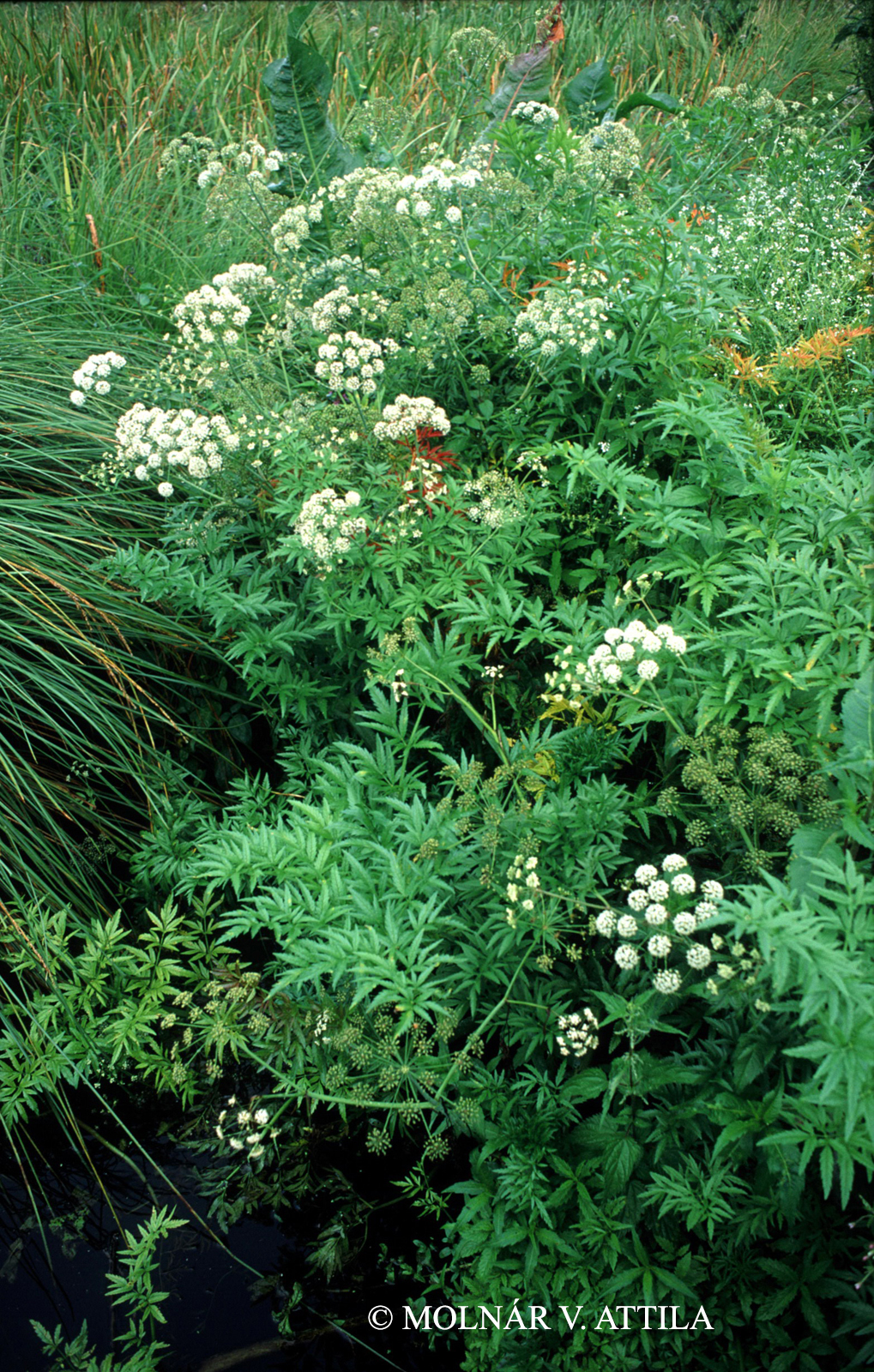 Cicuta virosa L.