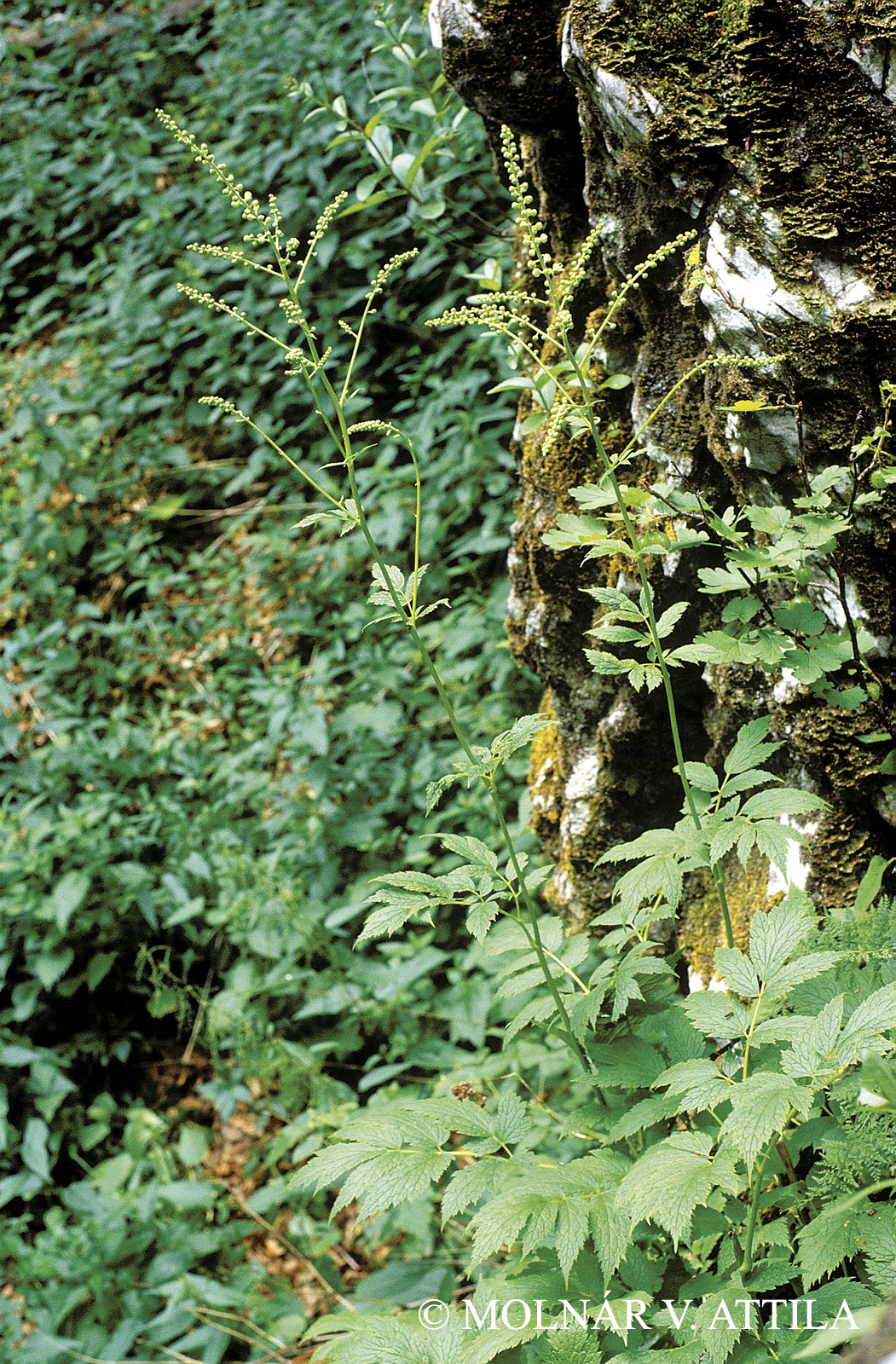 Cimicifuga europaea Schipcz.