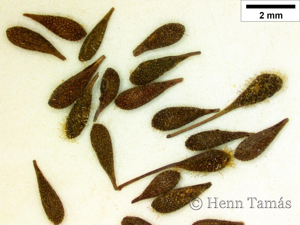 Circaea alpina L.