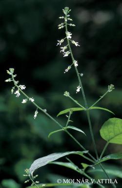 Circaea lutetiana L. 2.Image
