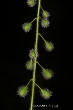 Circaea lutetiana L. 3.Image