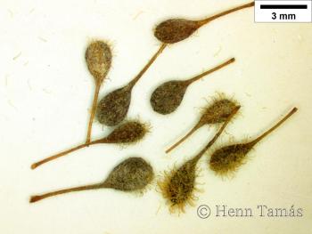 Circaea lutetiana L. 4.Image