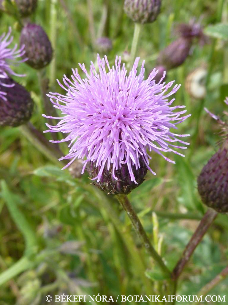 Cirsium arvense (L.) Scop.