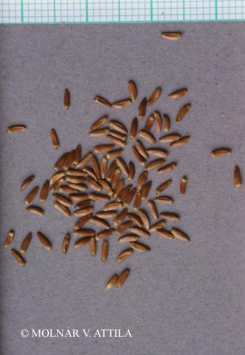Cirsium arvense (L.) Scop. 2.Image