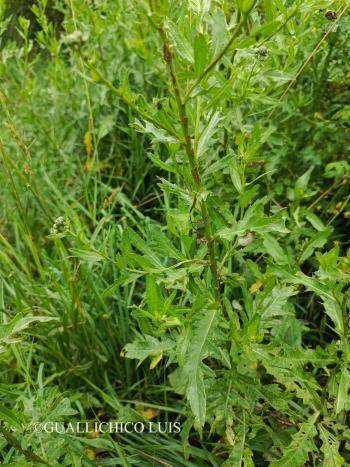 Cirsium arvense (L.) Scop. 3.Image