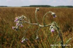 Cirsium brachycephalum Jur. 2.Image
