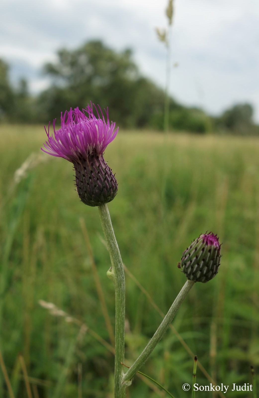 Cirsium canum (L.) All.