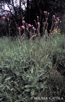 Cirsium canum (L.) All. 2.Image