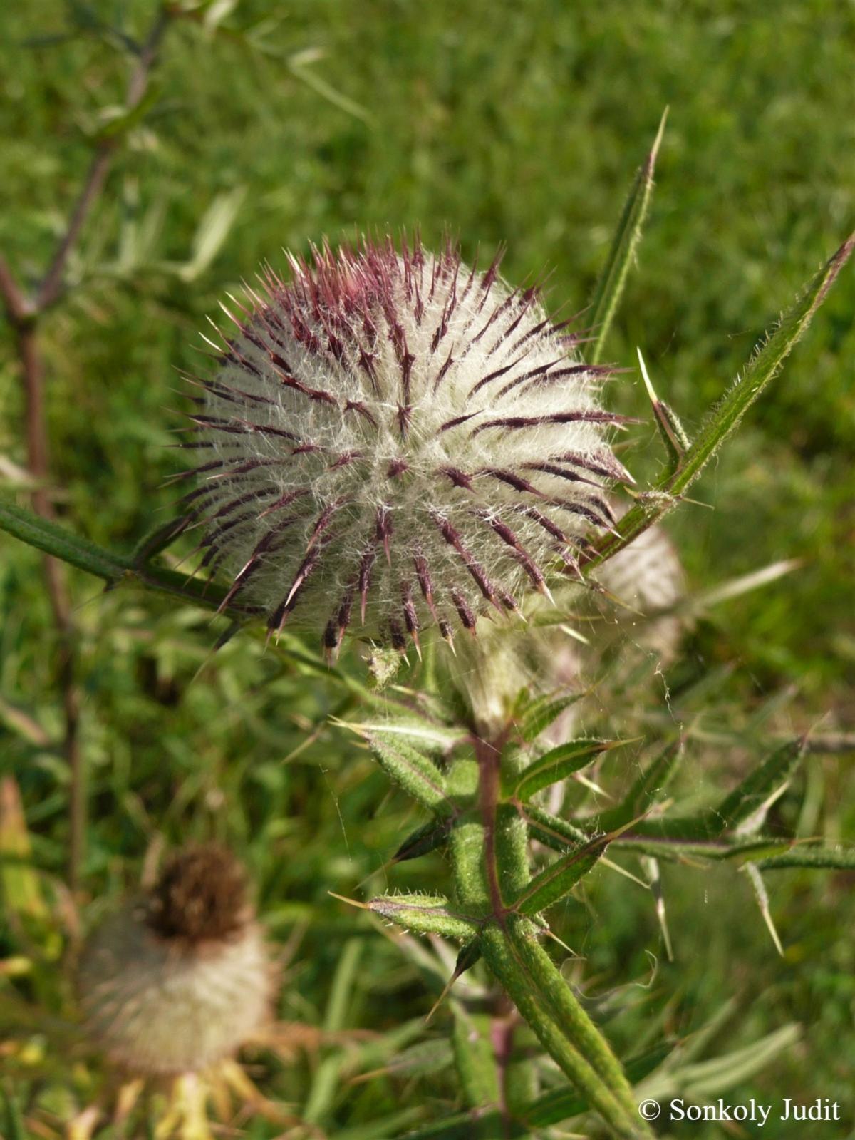 Cirsium eriophorum (L.) Scop.