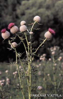 Cirsium eriophorum (L.) Scop. 2.Image