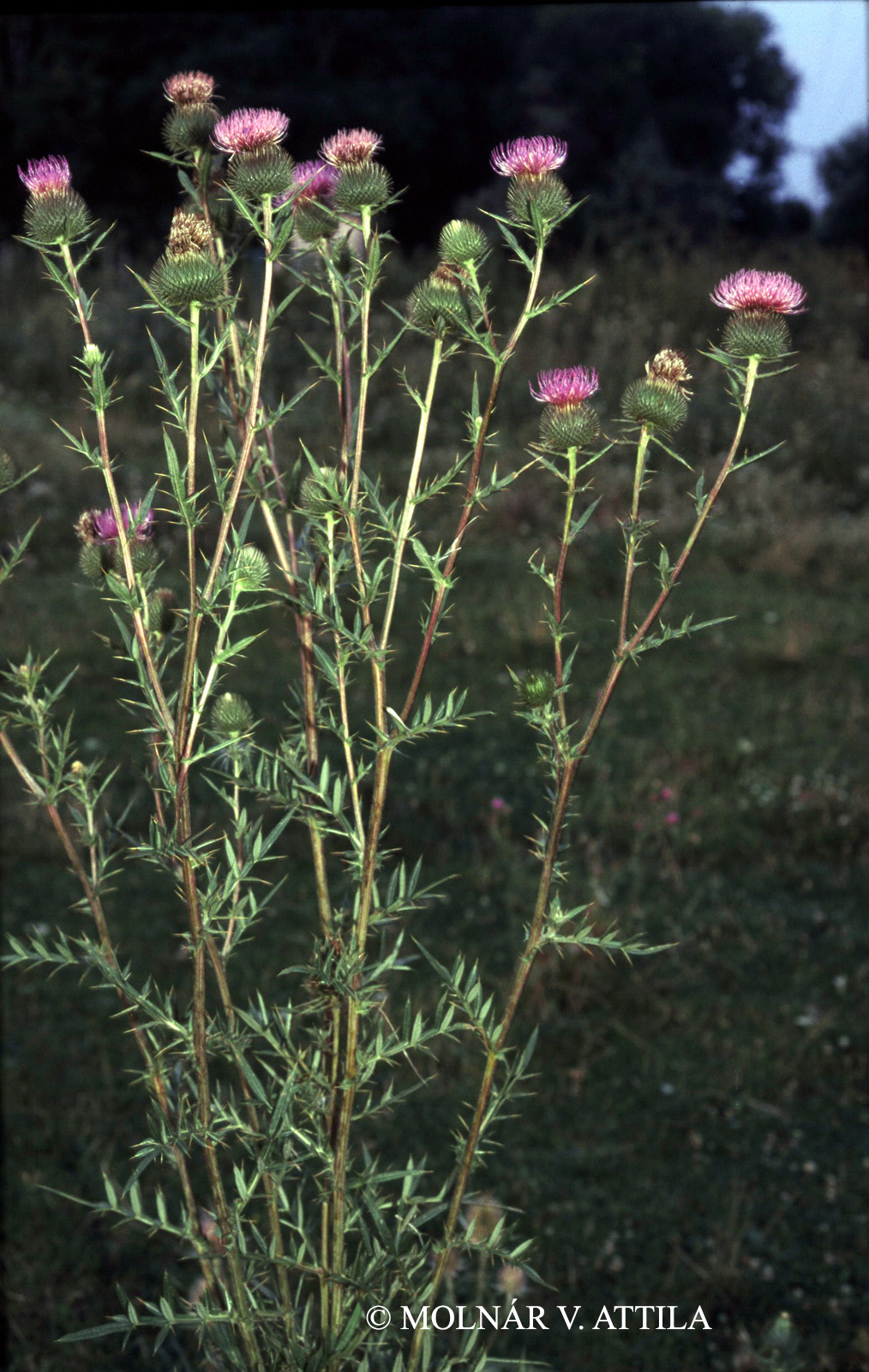 Cirsium furiens Griseb. et Schenk