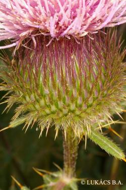 Cirsium furiens Griseb. et Schenk 3.Kép