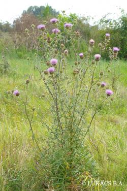 Cirsium furiens Griseb. et Schenk 2.Kép