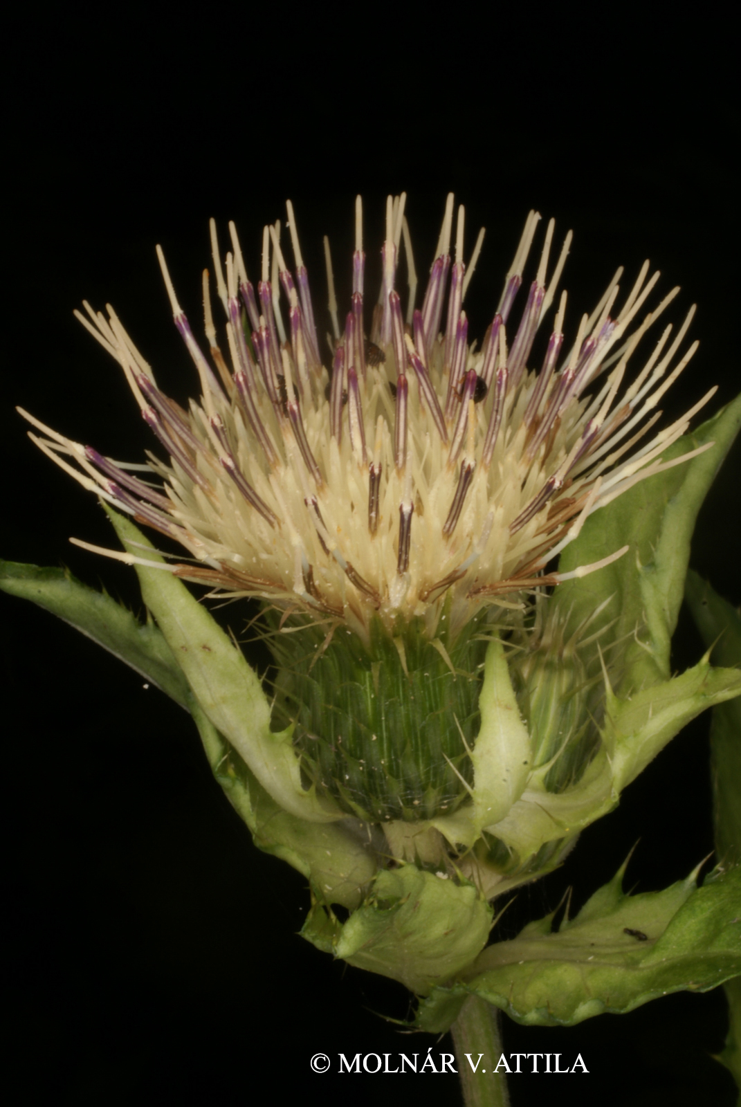 Cirsium oleraceum (L.) Scop.