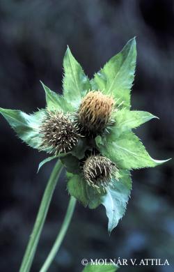 Cirsium oleraceum (L.) Scop. 2.Image