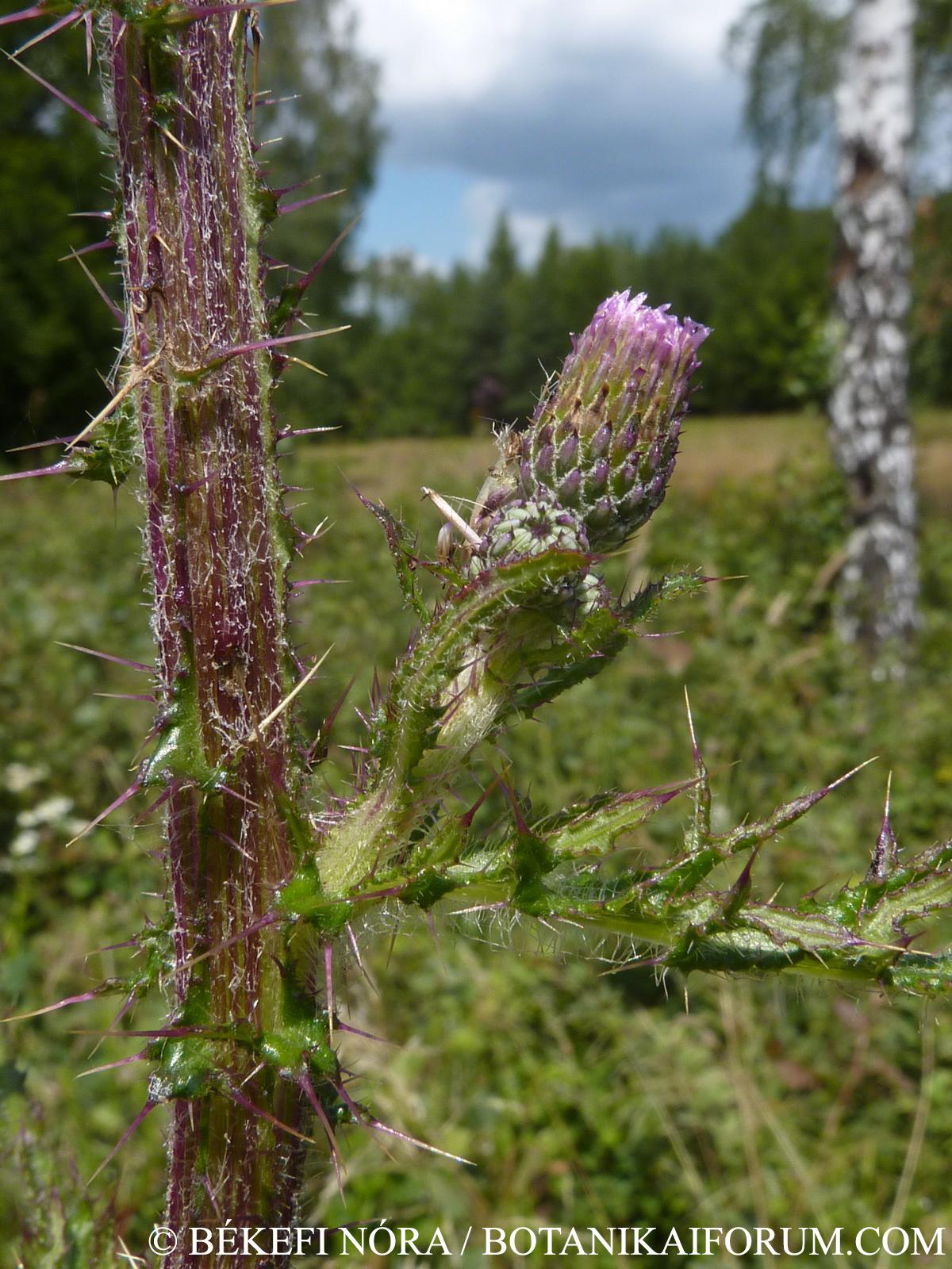Cirsium palustre (L.) Scop.