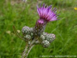 Cirsium palustre (L.) Scop. 2.Image