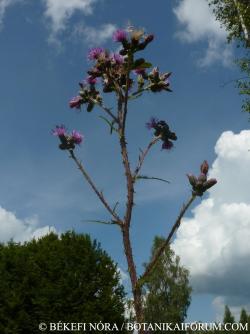 Cirsium palustre (L.) Scop. 3.Image
