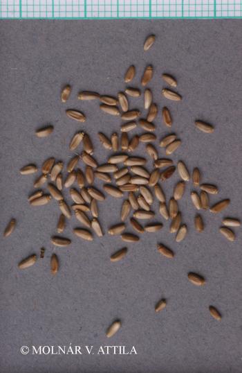 Cirsium palustre (L.) Scop. 4.Image