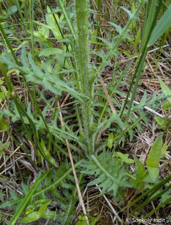 Cirsium palustre (L.) Scop. 5.Kép