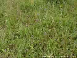 Cirsium pannonicum (L. f.) Link 4.Image